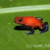 frog_dart_poison_tar_h_0718_cos1049.jpg
